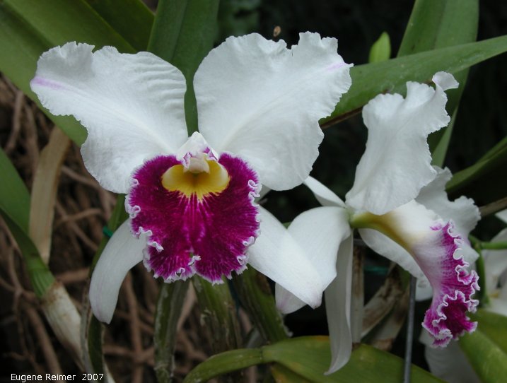 IMG 2007-Mar23 at MOS-Orchid-Show:  Cattleya-orchid (Cattleya sp) LC Mildred Rives Orchidglade AMAOS
