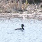 Ring-necked duck: male