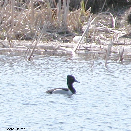 IMG 2007-Apr20 at Hadashville:  Ring-necked duck (Aythya collaris) male