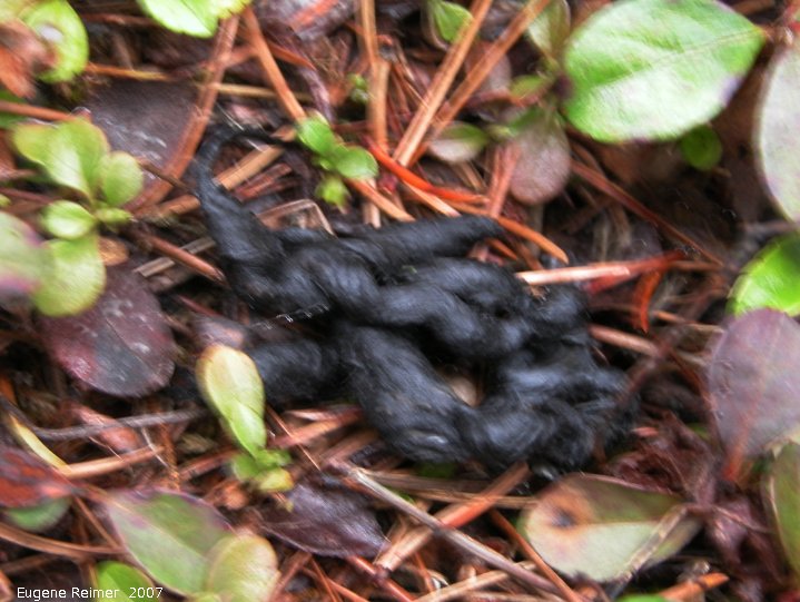 IMG 2007-May05 at Braintree:  Pine-marten (Martes americana) dung