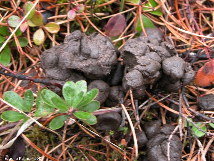 IMG 2007-May05 at Braintree:  Black bear (Ursus americanus) dung