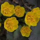 Marsh marigold: flowers