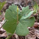 Bloodroot: seed-pod