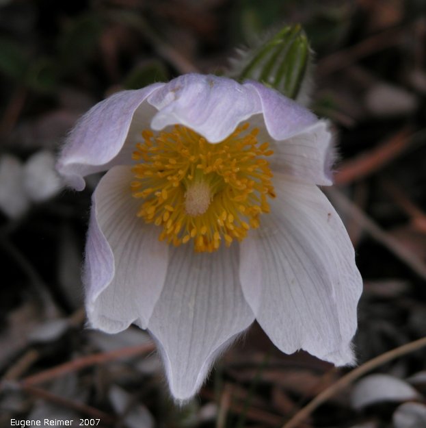 IMG 2007-May05 at SpruceSidingRd:&nbsp; Prairie crocus (Anemone patens)