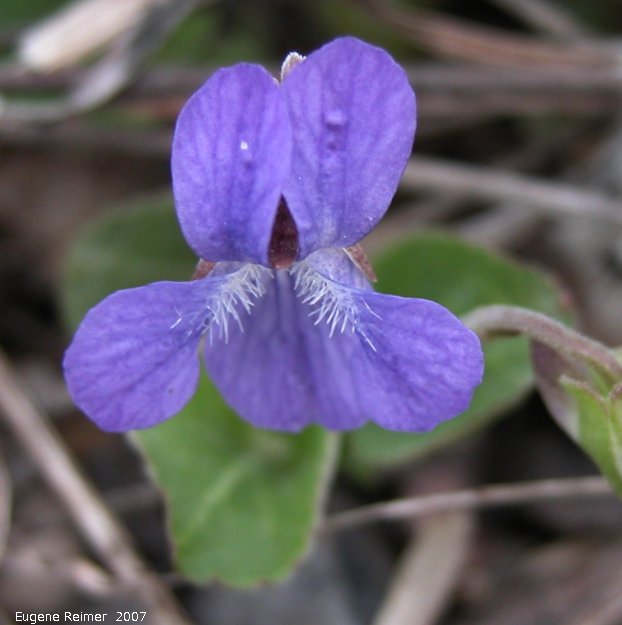 IMG 2007-May05 at Richer:  Bog violet (Viola nephrophylla)