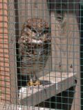 Burrowing owl: