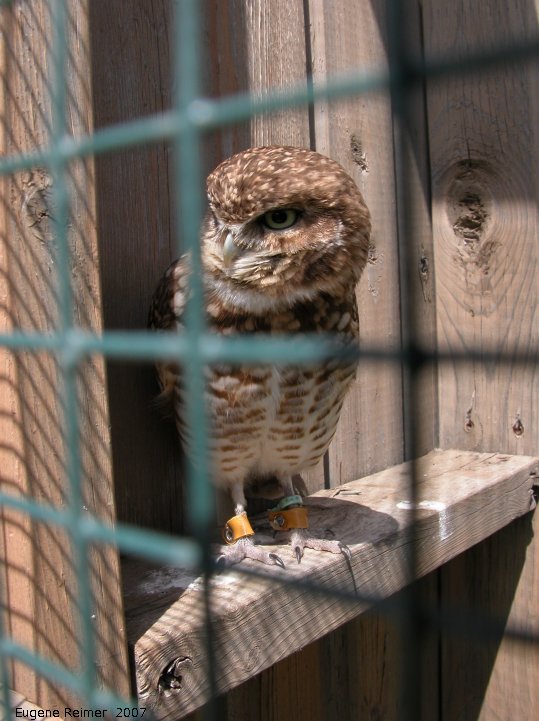 IMG 2007-May20 at Moosejaw:  Burrowing owl (Athene cunicularia)