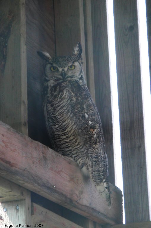 IMG 2007-May20 at Moosejaw:  Great-horned owl (Bubo virginianus)