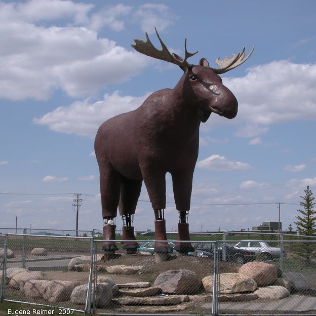 IMG 2007-May20 at Moosejaw:  the Moosejaw Moose (Alces alces)