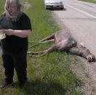 roadkill: Moose immature