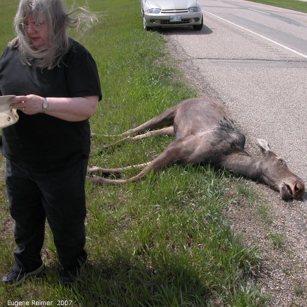 IMG 2007-May20 at TCH-Moosejaw-to-IndianHead:  roadkill Moose (Alces alces) immature
