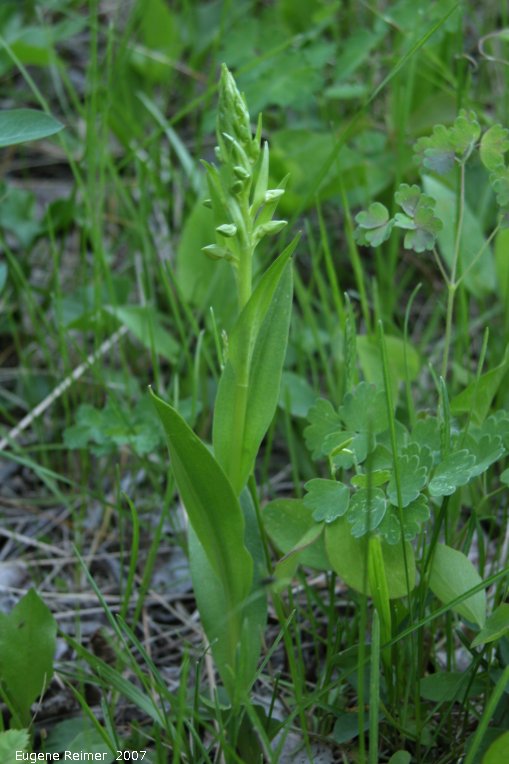 IMG 2007-May20 at Rob and Trevor property near IndianHead:  Long-bracted frog-orchid (Dactylorhiza viridis)