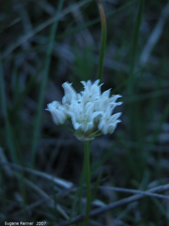 IMG 2007-May20 at Rob and Trevor property near IndianHead:  White onion (Allium textile) plant