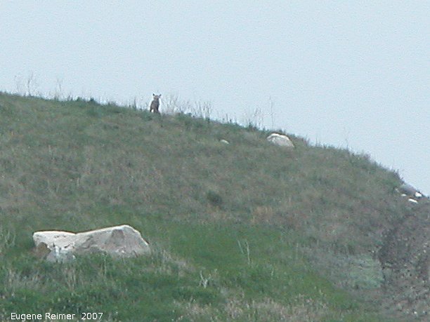 IMG 2007-May21 at roads between IndianHead and StrawberryLakes:  Coyote (Canis latrans) very distant