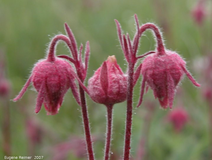 IMG 2007-May21 at roads between IndianHead and StrawberryLakes:  Three-flowered avens (Geum triflorum)