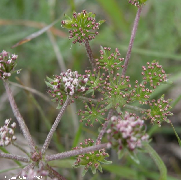 IMG 2007-May21 at roads between IndianHead and StrawberryLakes:&nbsp; Plains cymopterus (Cymopterus acaulis)?