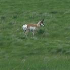 Pronghorn antelope: male
