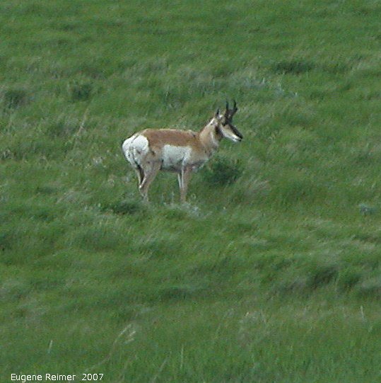 IMG 2007-May22 at Regina-to-MapleCreek:  Pronghorn antelope (Antilocapra americana) male
