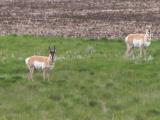 Pronghorn antelope: male+female