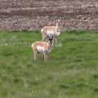 Pronghorn antelope: male+female