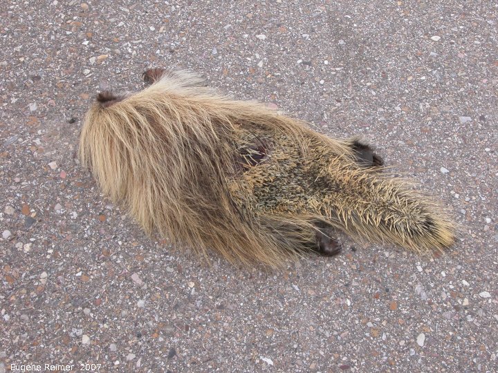 IMG 2007-May22 at Regina-to-MapleCreek:  roadkill Porcupine (Erethizon dorsatum)