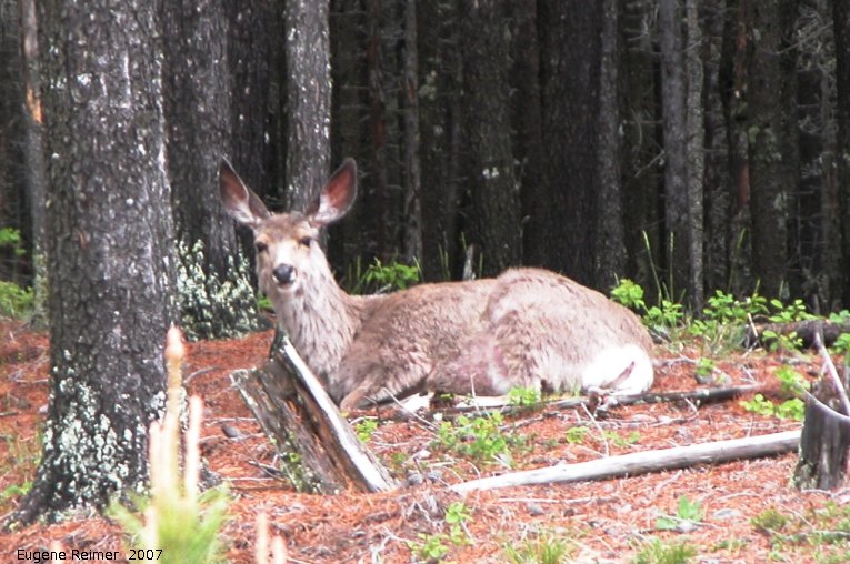 IMG 2007-May23 at CypressHills-CentreBlock:  Mule-deer (Odocoileus hemionus)