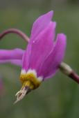 Mountain shootingstar=Dodecatheon conjugens: flower