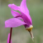 Mountain shootingstar=Dodecatheon conjugens: flower