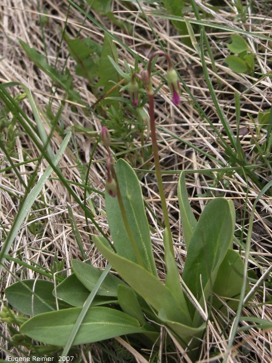 IMG 2007-May23 at CypressHills-CentreBlock:&nbsp; Mountain shootingstar (Dodecatheon conjugens) plant in bud