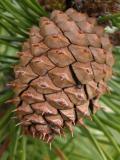 Lodgepole pine=Pinus contorta: cone