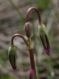 Mountain shootingstar=Dodecatheon conjugens: buds