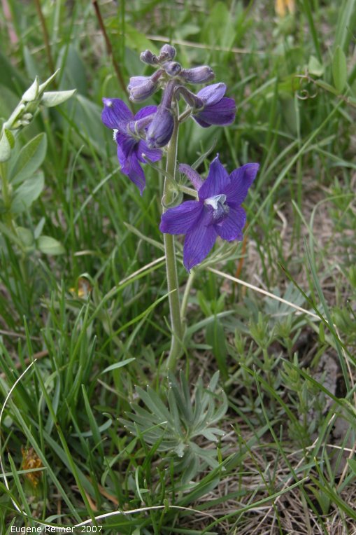 IMG 2007-May23 at CypressHills-CentreBlock:  Purple larkspur (Delphinium nelsonii) plant