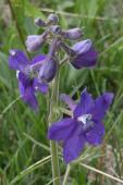 Purple larkspur=Delphinium nelsonii: flowers