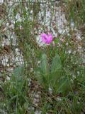 Mountain shootingstar=Dodecatheon conjugens: with hailstones