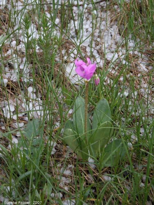 IMG 2007-May23 at CypressHills-CentreBlock:  Mountain shootingstar (Dodecatheon conjugens) with hailstones