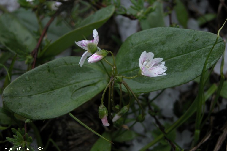 IMG 2007-May23 at CypressHills-CentreBlock:  Spring beauty (Claytonia lanceolata) plant