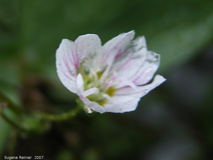 IMG 2007-May23 at CypressHills-CentreBlock:  Spring beauty (Claytonia lanceolata) flower