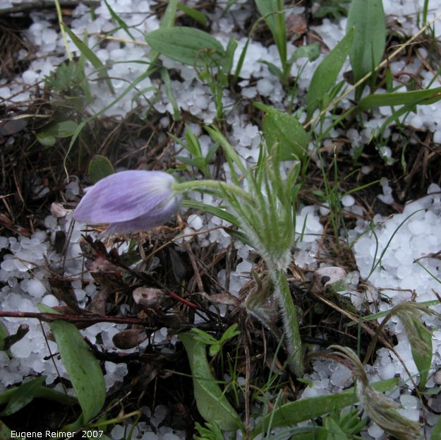 IMG 2007-May23 at CypressHills-CentreBlock:  Prairie crocus (Anemone patens) with hailstones