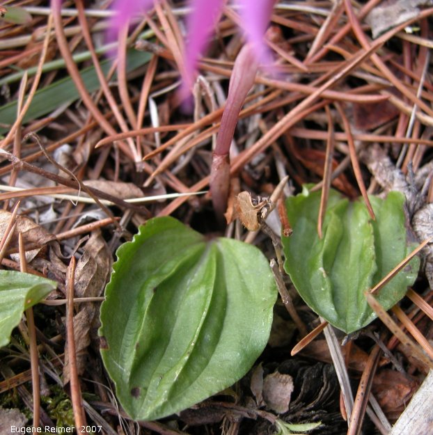 IMG 2007-May23 at CypressHills-CentreBlock:  Fairy-slipper (Calypso bulbosa var americana) leaves