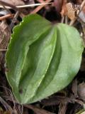 Calypso: leaf closeup