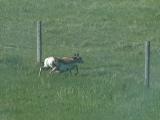 Pronghorn antelope: going under a barbed-wire fence