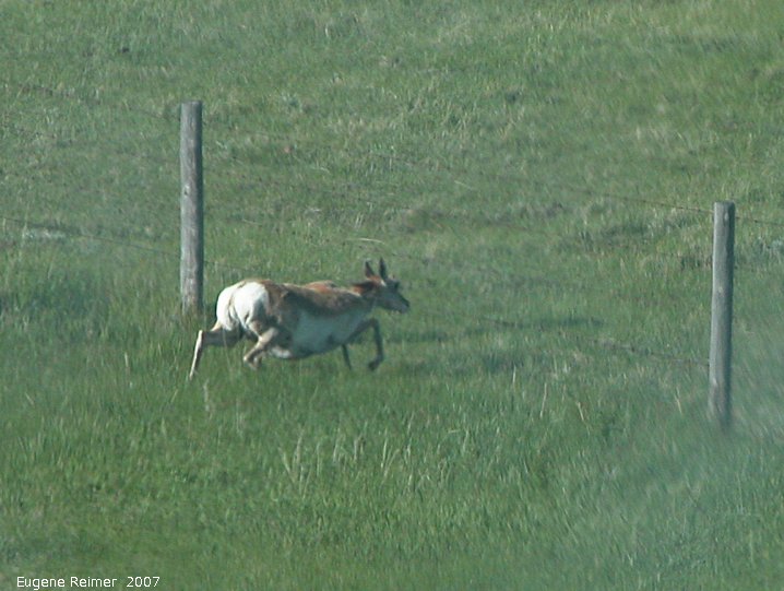 IMG 2007-May23 at CypressHills-CentreBlock:  Pronghorn antelope (Antilocapra americana) going under a barbed-wire fence