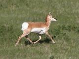Pronghorn antelope: trotting