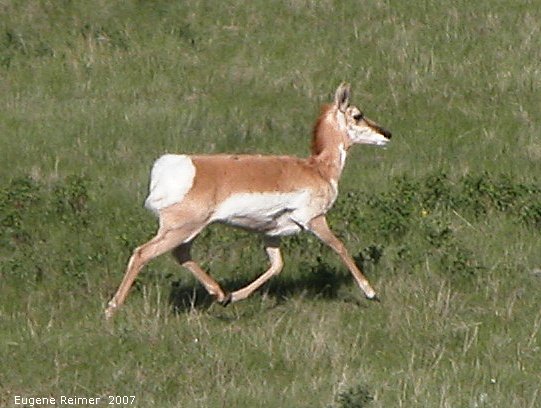 IMG 2007-May23 at CypressHills-CentreBlock:  Pronghorn antelope (Antilocapra americana) trotting