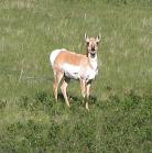 Pronghorn antelope: standing