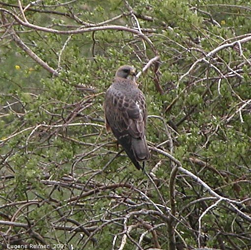 IMG 2007-May24 at CypressHills-WestBlock:  Red-tailed hawk (Buteo jamaicensis) melanistic form