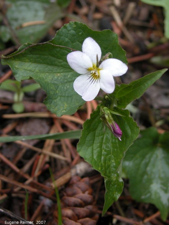 IMG 2007-May24 at CypressHills-WestBlock:&nbsp; Western-Canada violet (Viola rugulosa) plant with flower and bud