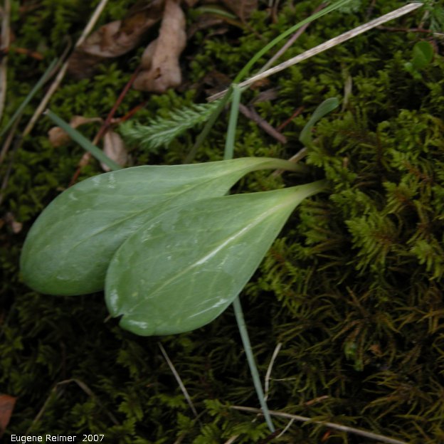 IMG 2007-May24 at CypressHills-WestBlock:  Blunt-leaf rein-orchid (Platanthera obtusata)? leaves