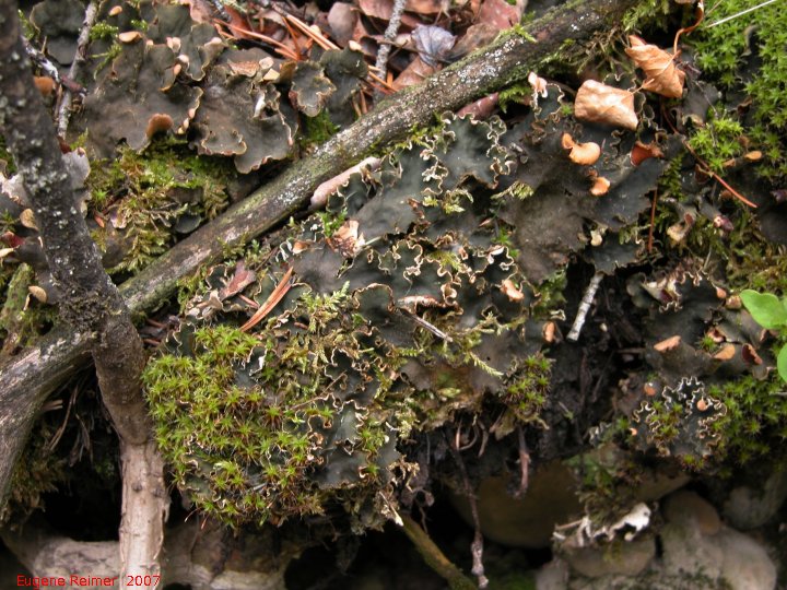 IMG 2007-May24 at CypressHills-WestBlock:  Frog-pelt leaf-lichen (Peltigera neopolydactyla)