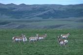 Pronghorn antelope: male+six-females